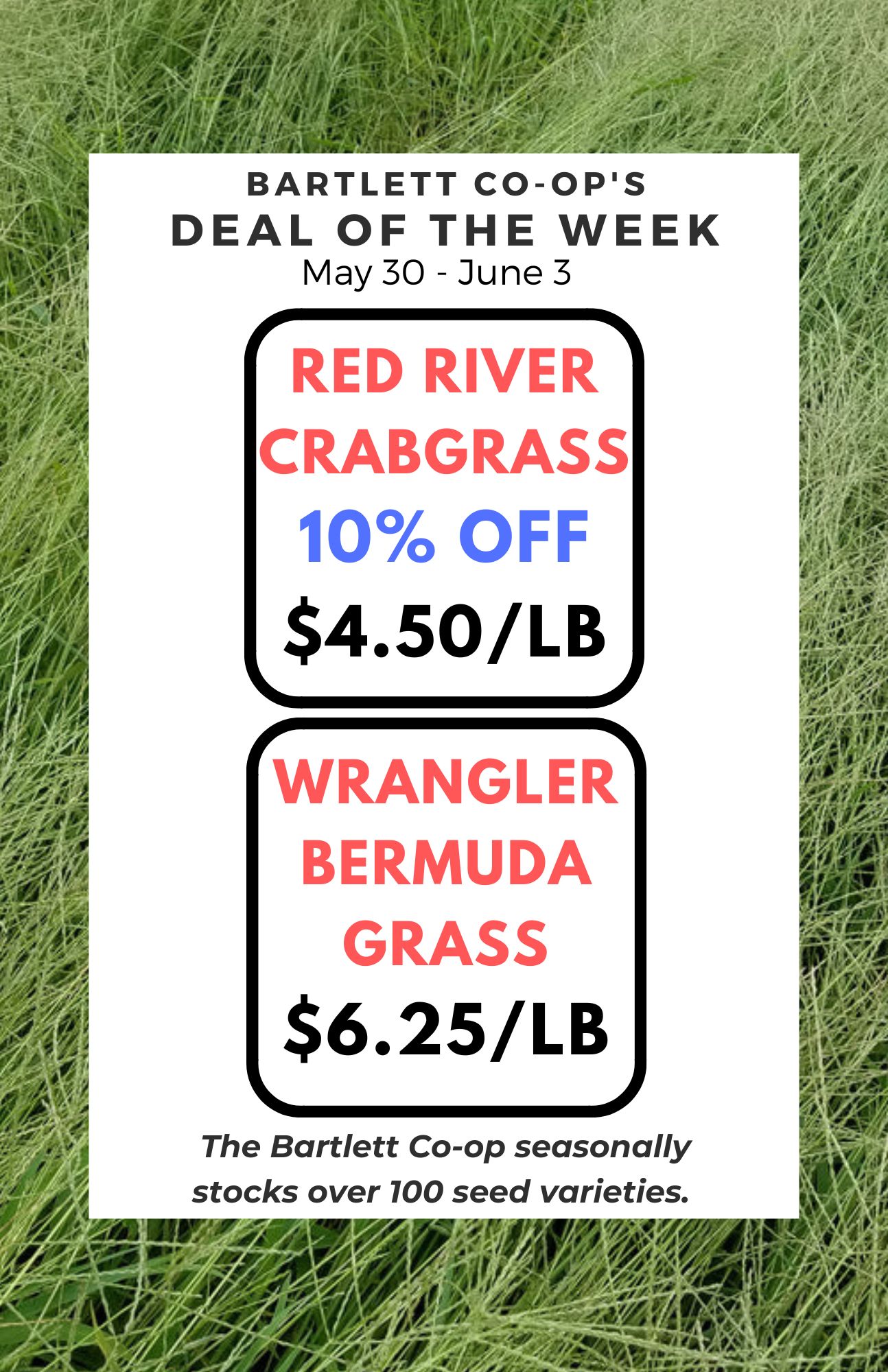 red_river_crabgrasswrangler_bermuda.jpg